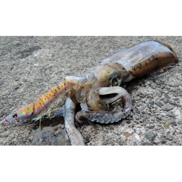 DUEL木蝦 ez-Q® CAST  有腳天龍蝦/無響珠 3.5吋 測試