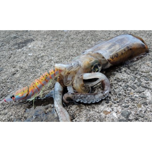 DUEL木蝦 ez-Q® CAST  有腳天龍蝦/無響珠 3.5吋